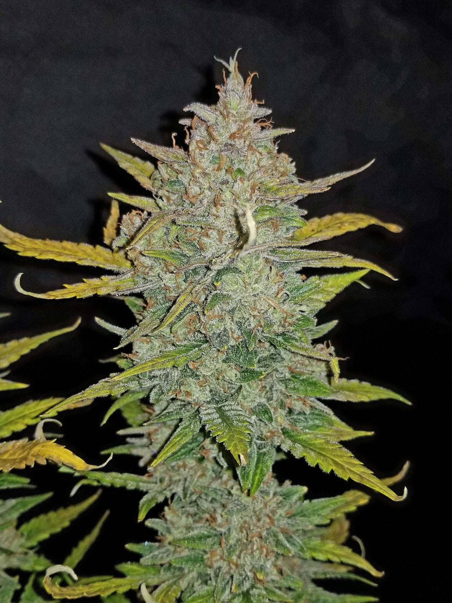 Fast Buds Zkittlez Auto - Bud Brothers