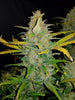 Fast Buds Zkittlez Auto - Bud Brothers