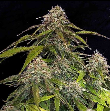 Gorilla Glue: Die klebrige Legende unter den Cannabis - Sorten - Bud Brothers