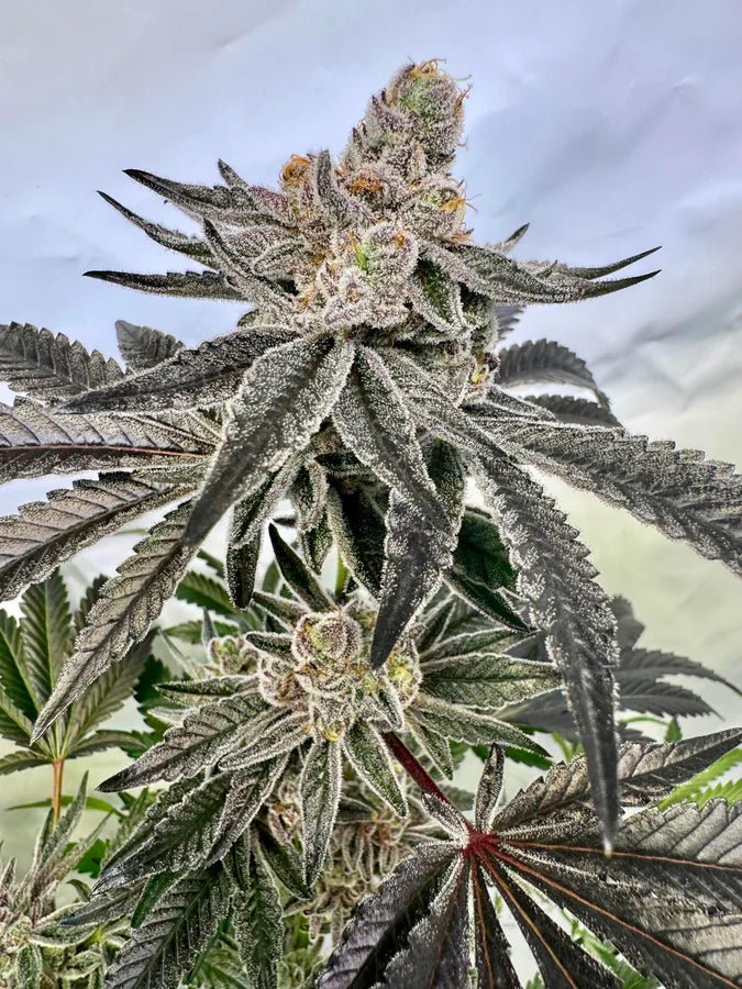 Oreoz: Eine köstliche Reise in die Welt des Premium - Cannabis - Bud Brothers